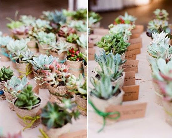 Suculentas de recuerdos