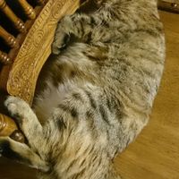 ¡Novias Gatunas! - 1