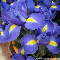 Flor azul Rey para ramo