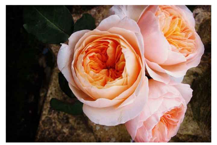  Inspiración ramo de la Vírgen...* - 4