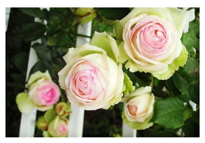  Inspiración ramo de la Vírgen...* - 6