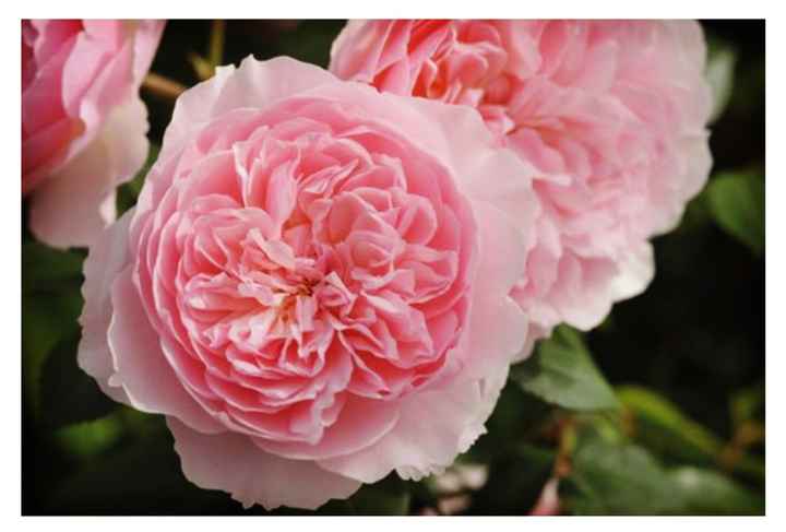  Inspiración ramo de la Vírgen...* - 7