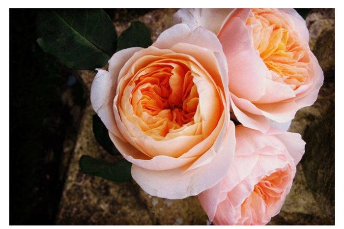  Inspiración ramo de la Vírgen...* - 4