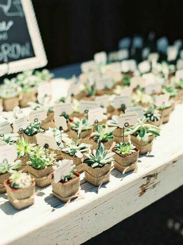 Suculentas y cactus para recuerdos de boda - 8