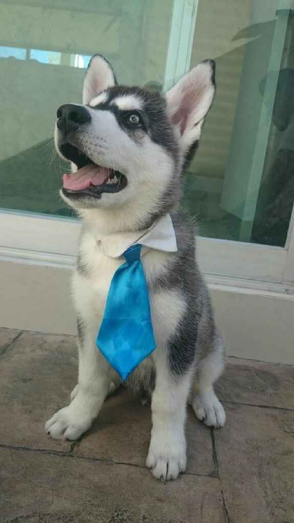 Perros en mi boda? - 1