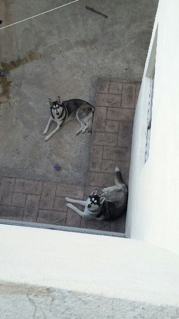 Perros en mi boda? - 2