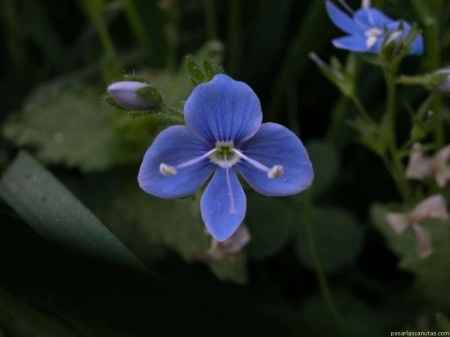 Flores azules!!! - 2