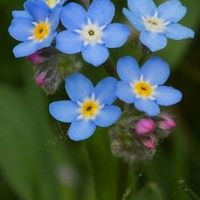 Flores azules!!! - 1