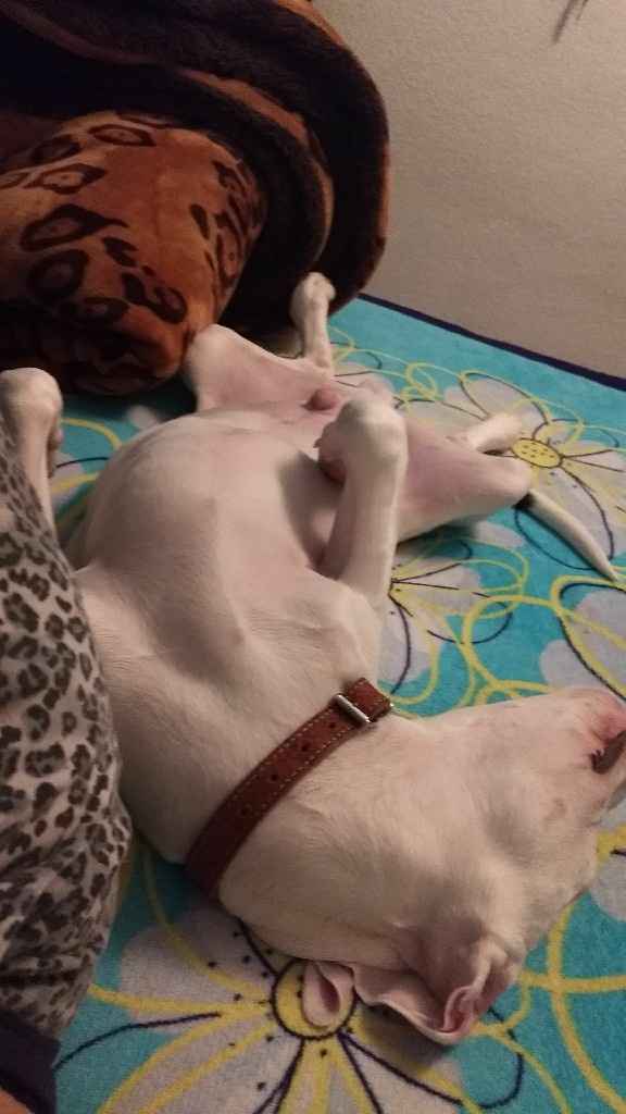 Mascotas para recien casados :) - 2