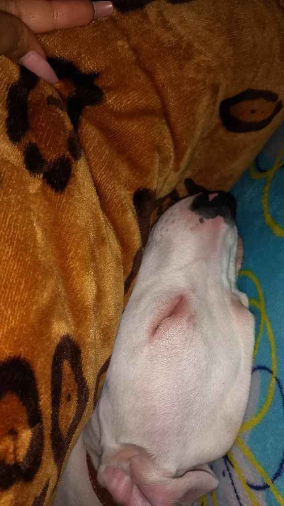 Mascotas para recien casados :) - 3