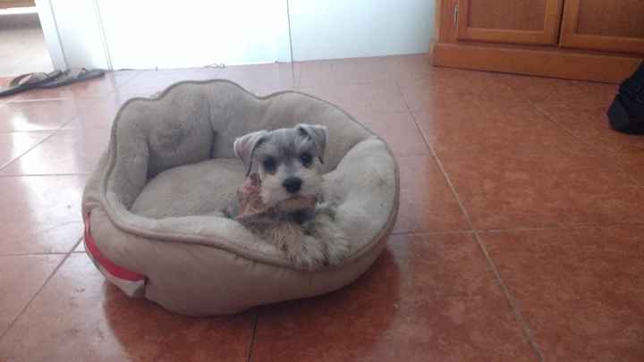 Nuestro bebe Bigotes