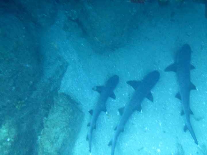 Tres tiburones descansando