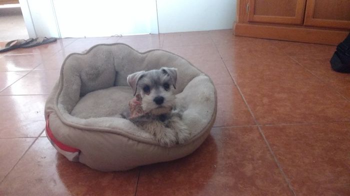 Nuestro bebe Bigotes