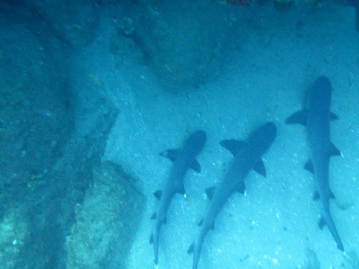 Tres tiburones descansando