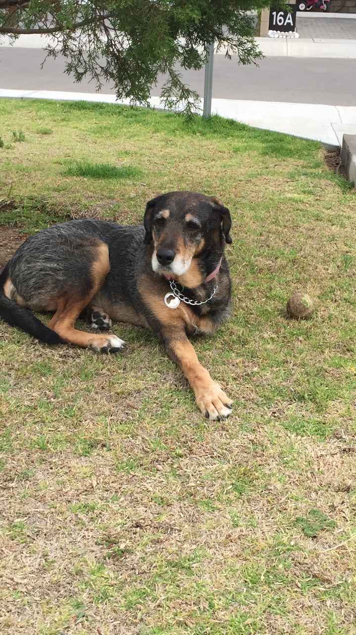 ¿dejarán alguna mascota con sus papás cuando se casen? - 1