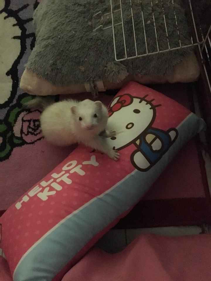 Mi contador dice 16 dias ayuda para sesion de fotos  chicas - 1