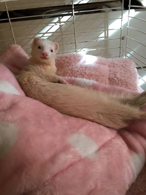 Boda pet lovers! - 1