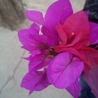 Colores para la boda - 2