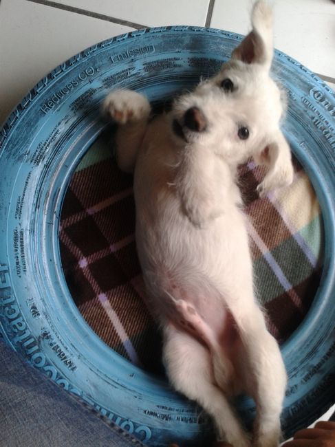 Presenten mascotas.... - 1