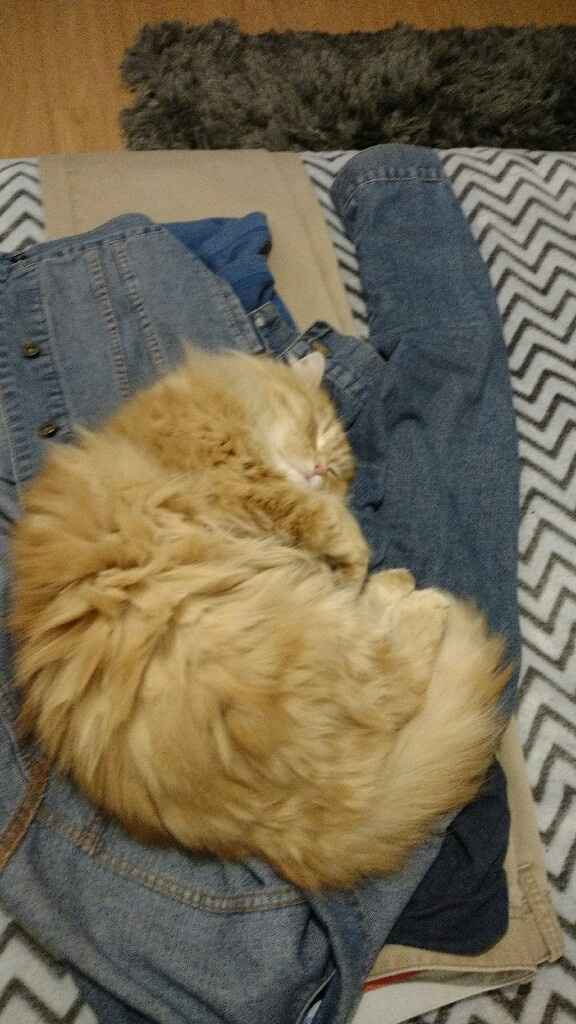 ¡Para las novias amantes de los gatos! - 1