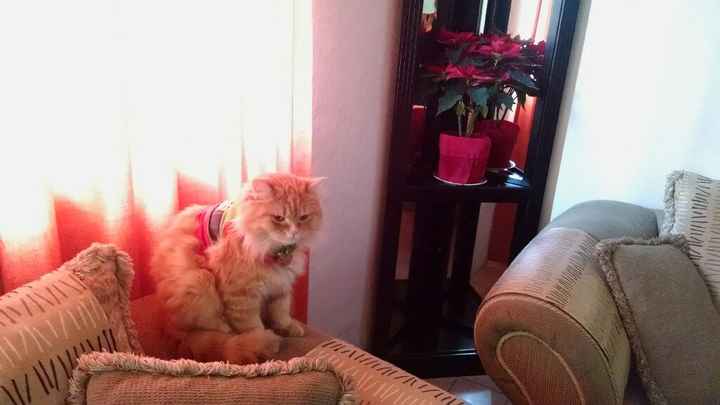 ¡Para las novias amantes de los gatos! - 2