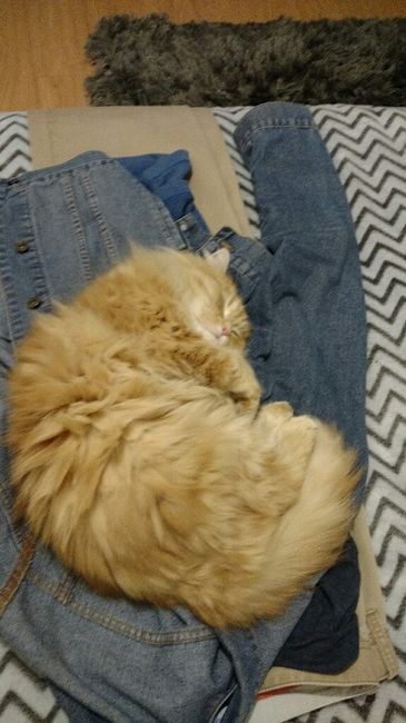 ¡Para las novias amantes de los gatos! - 1