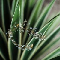 Accesorio Novia