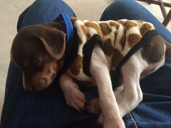 Presenten mascotas.... - 1