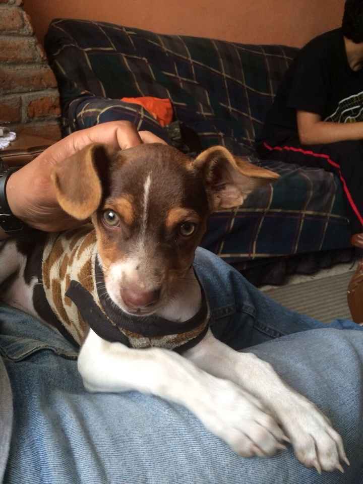 Tiempo de presumir a sus amigos peludos, quien tiene mascotas :d!! - 1