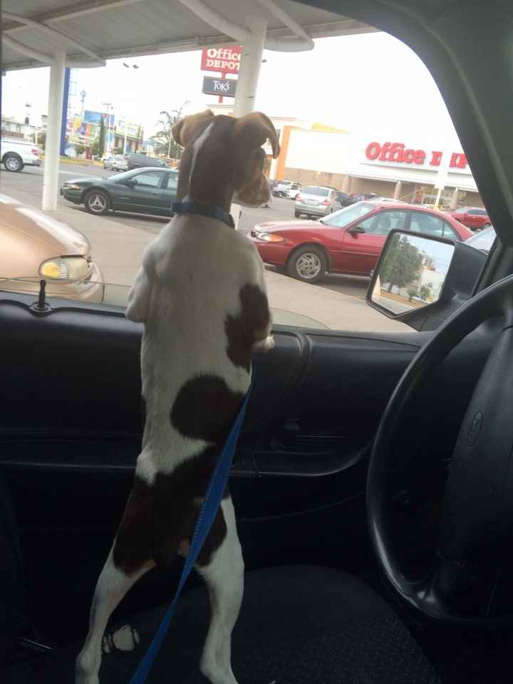 Tiempo de presumir a sus amigos peludos, quien tiene mascotas :d!! - 2