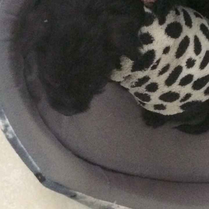 A falta de hijos perros !! ustedes tienen? - 1