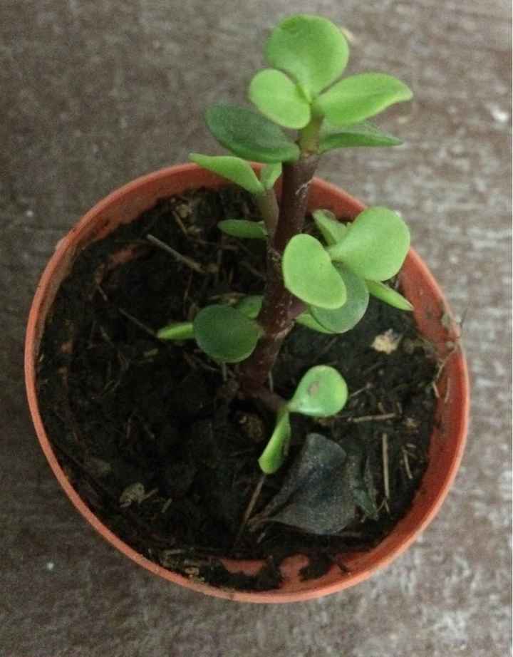 A 99 días recuento de los avances. - 2