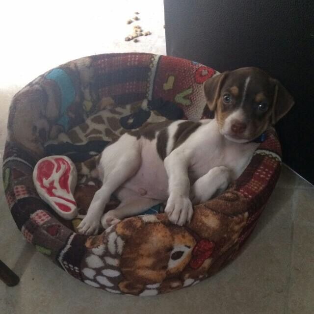 Tiempo de presumir a sus amigos peludos, quien tiene mascotas :d!! - 3