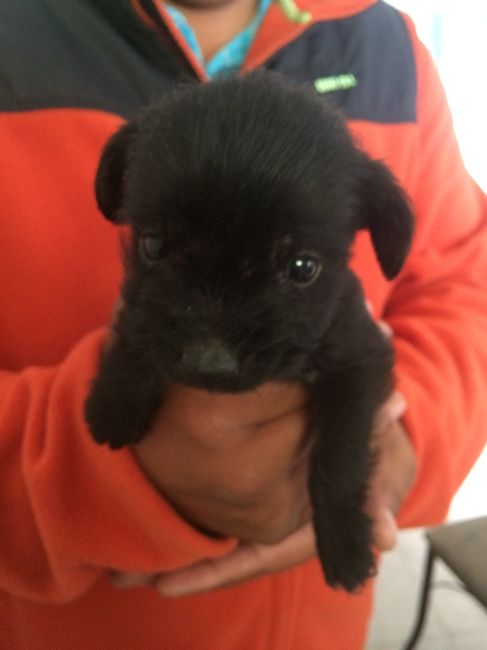 A falta de hijos perros !! ustedes tienen? - 2