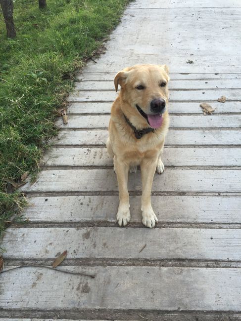 Les presento a bailey - 2