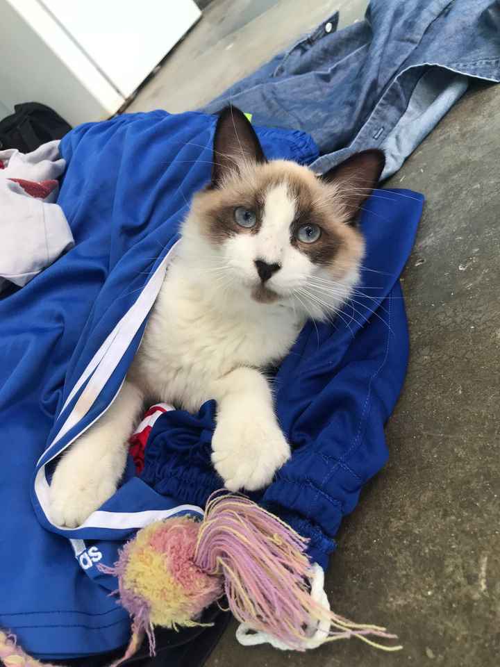 Les presento a bailey - 1