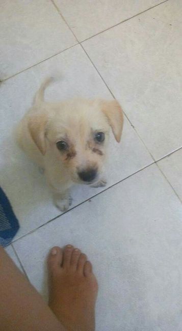 Mascotas en el hogar ¿sí o no? - 1