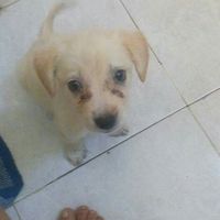 Mascotas en el hogar ¿sí o no? - 1