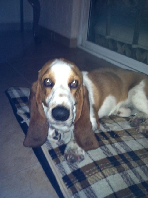 Bruno