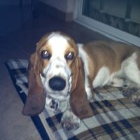 Bruno