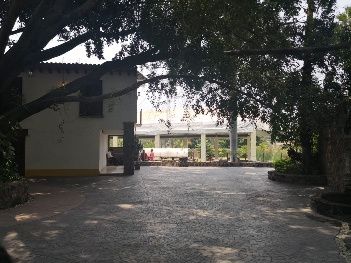bajo árbol