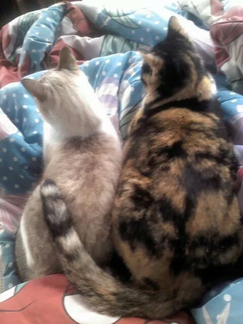 Presenten mascotas.... - 2
