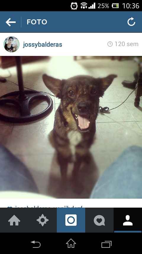 Presenten mascotas.... - 1