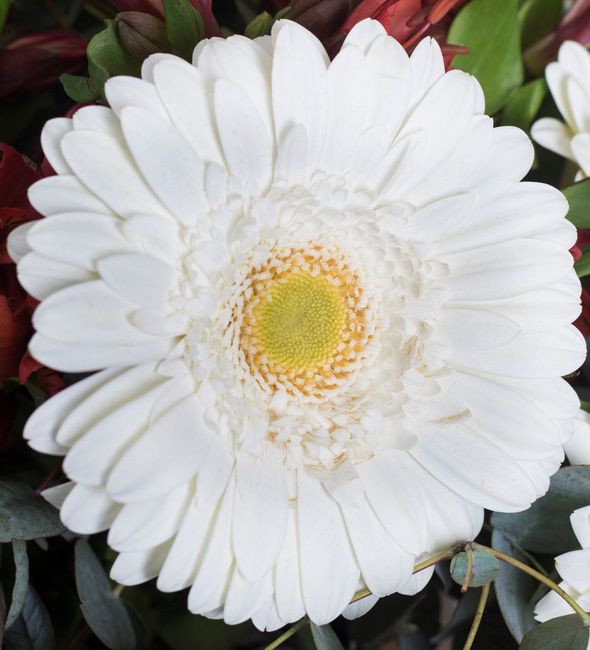 Top 5 de flores para decorar la iglesia en tu gran día 2