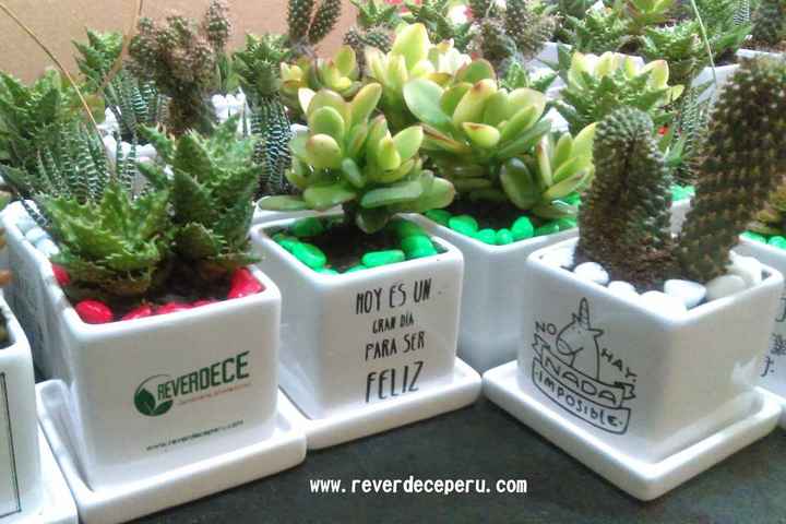 Plantitas como obsequio 💗 - 3
