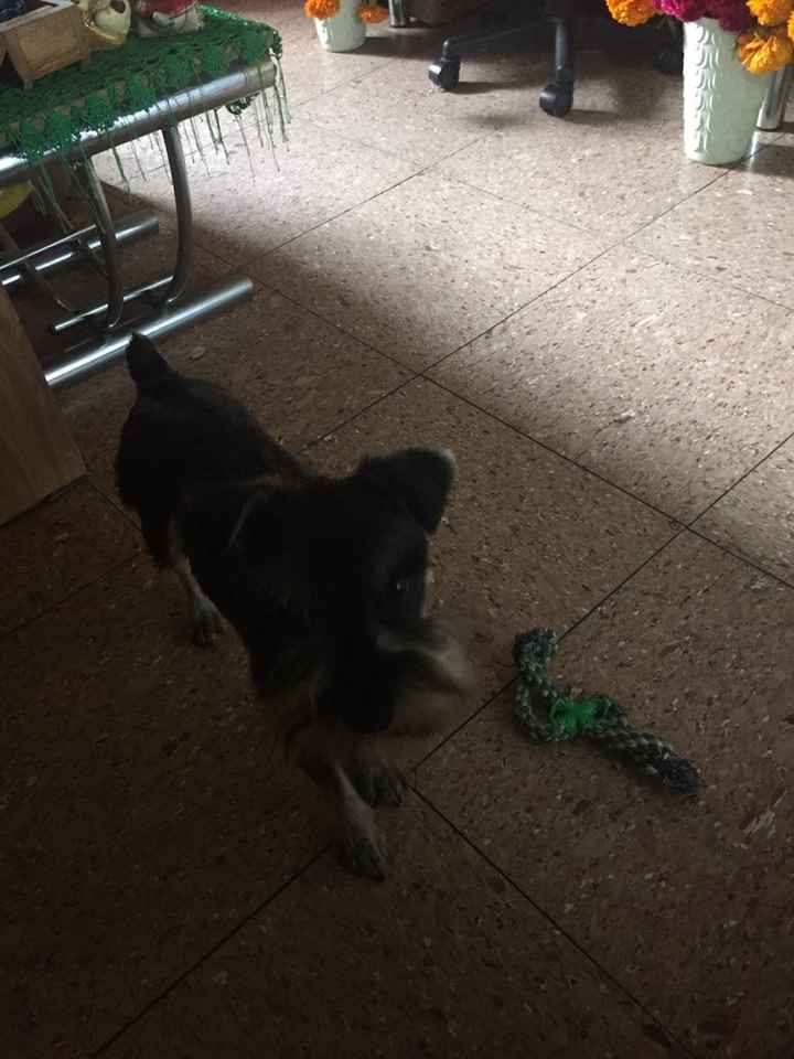 Día 391. mis hijos peludos - 1