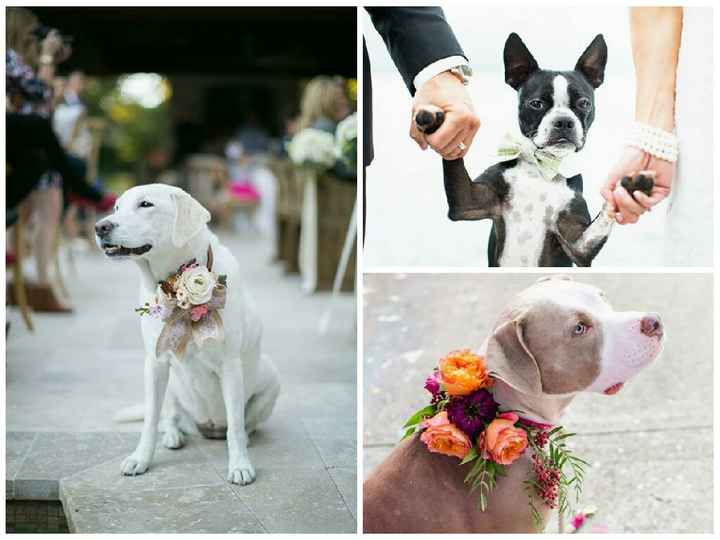 Ustedes tendran a su mascotas en el día que se casen - 2
