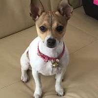 Ustedes ya tiene mascota para su futuro o ya hogar?? - 2