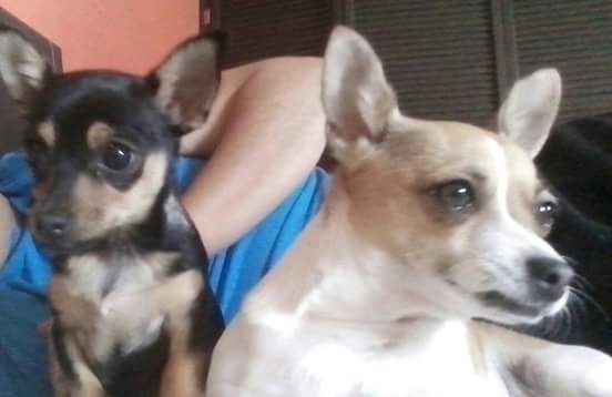 Conoce a mi mascota - 1