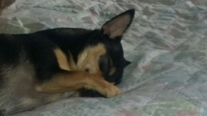 Conoce a mi mascota - 2